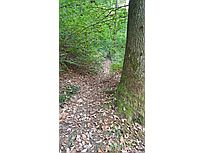 Waldpfad Richtung Wildtal, Eichenlaub (Foto: Monika Wendlandt)