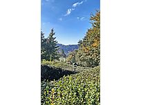 Blick vom Waldrestaurant „Zähringer Burg“ (Foto: Monika Wendlandt)