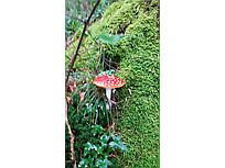 Fliegenpilz (Foto: Monika Wendlandt)